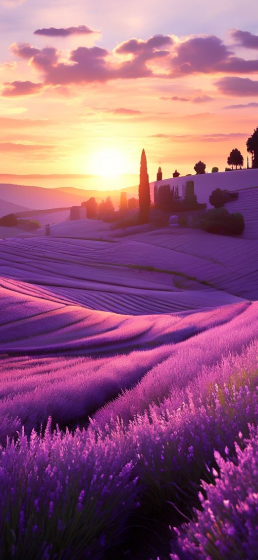 Lavender Fields Provence Sunset Golden Photorealistic Wallpaper
