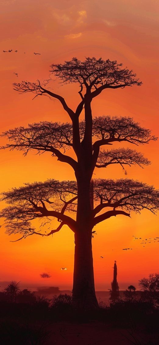 Baobab Trees Silhouette African Sunset Photorealistic Wallpaper