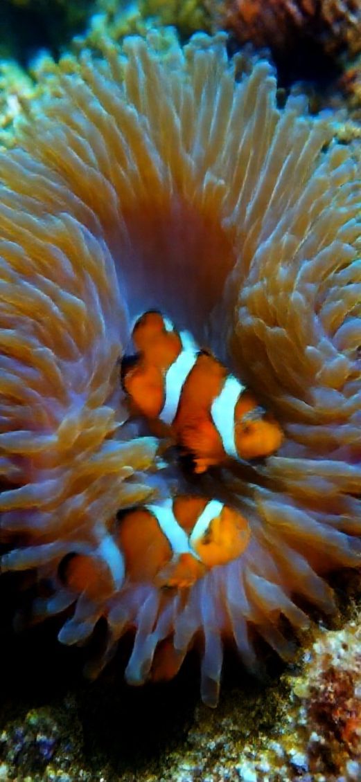 Anemone And Clownfish Macro Vibrant Photorealistic Wallpaper