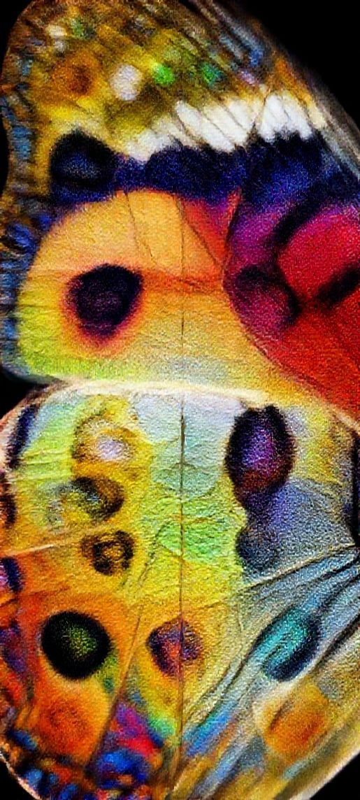 Butterfly Wing Macro Scales Colorful Pattern Photorealistic Exclusive Wallpaper