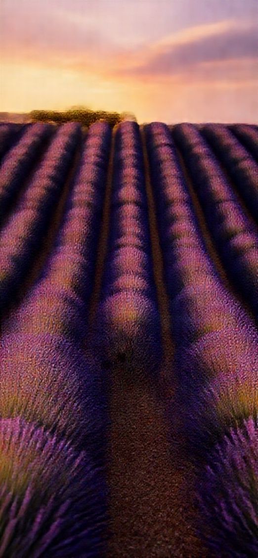 Photorealistic Beautiful Fields Provence Sunset Wallpaper