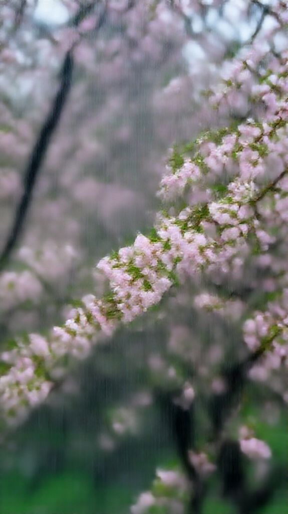 Nature Smooth Spring Rain Flower Wallpaper