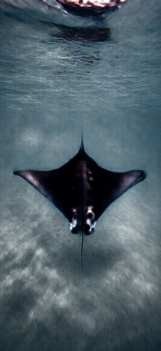 Arctic Manta Ray Gliding Graceful Underwater Wallpaper