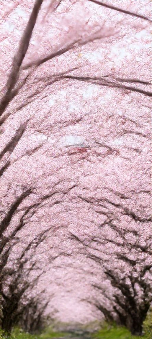 Majestic Cherry Blossoms Japan Peak Photorealistic Wallpaper