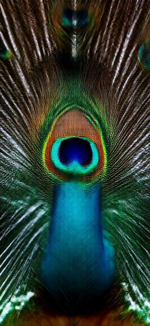 Tranquil Peacock Macro Eye Photorealistic Wallpaper