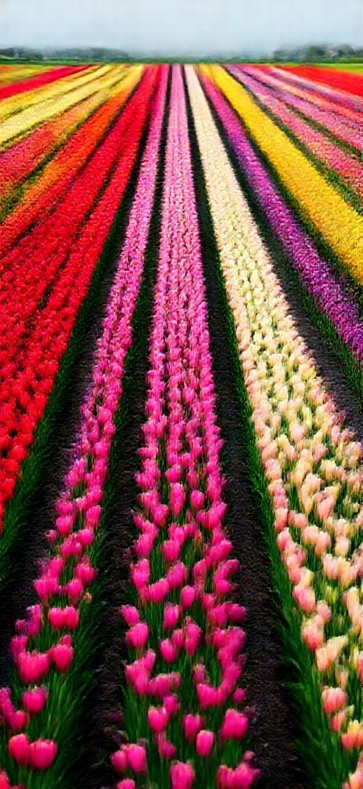 Nature Mesmerizing Spring Tulip Field Wallpaper