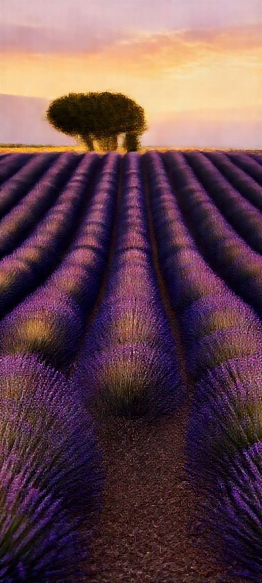 Beautiful Crisp Lavender Fields Provence Wallpaper