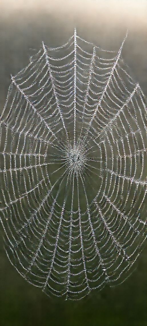 Aesthetic Soft Drops On Spiderweb Wallpaper