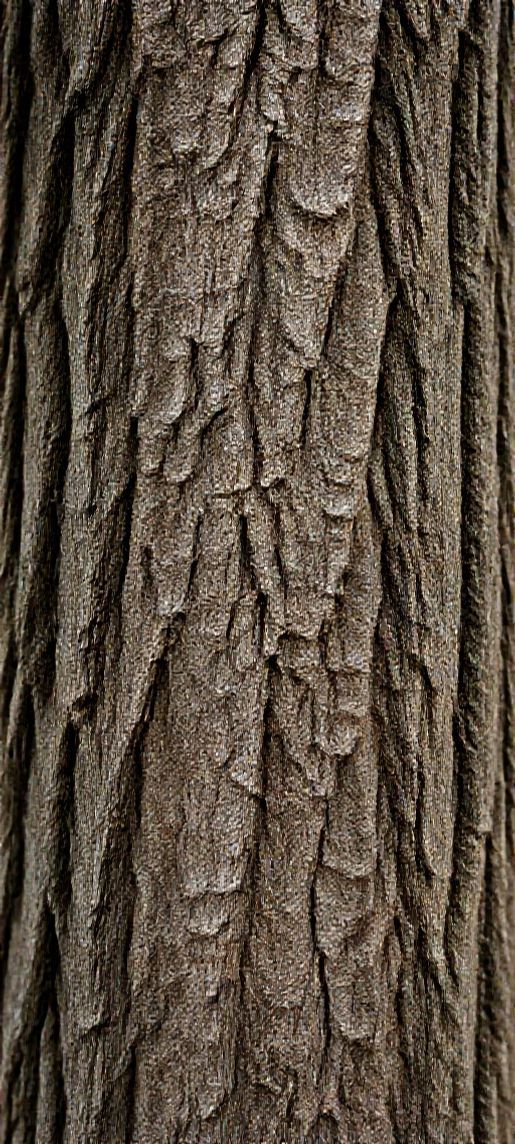 Photorealistic Ultimate Bark Texture Macro Wallpaper
