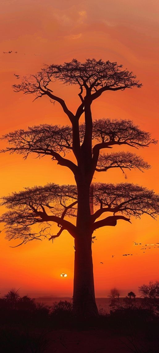 Classic Baobab Trees Silhouette African Sunset Wallpaper