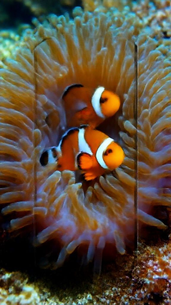 Misty Anemone And Clownfish Macro Vibrant Wallpaper
