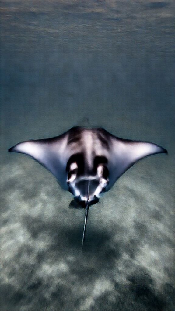 Celestial Silver Manta Ray Gliding Wallpaper